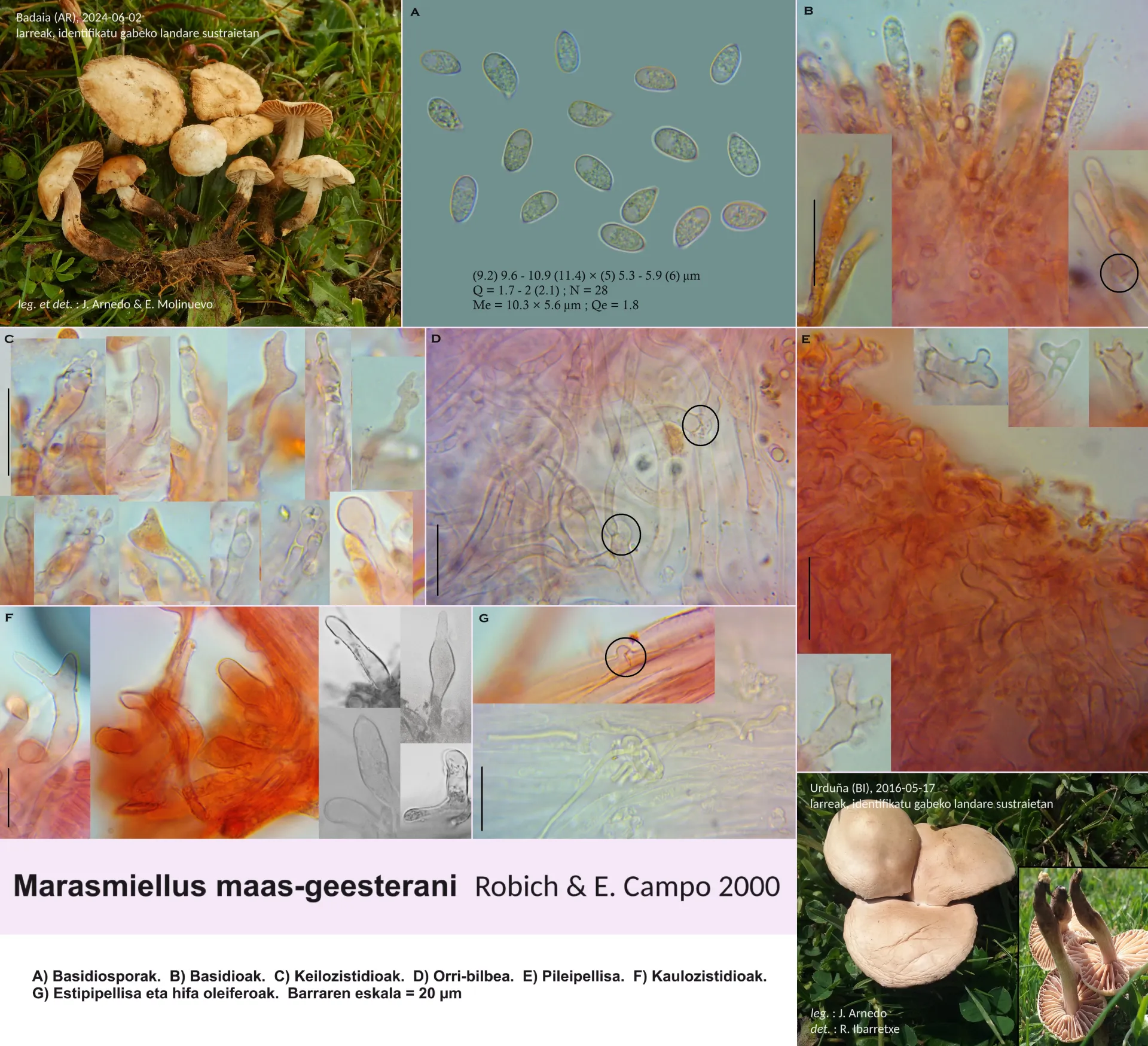 Microscopía de Marasmiellus maas-geesterani